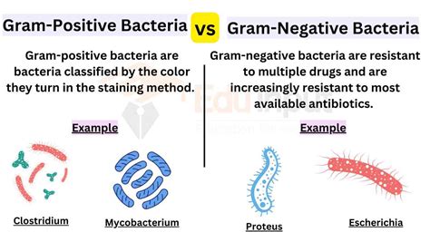 Difference Between Gram Positive And Gram Negative Bacteria