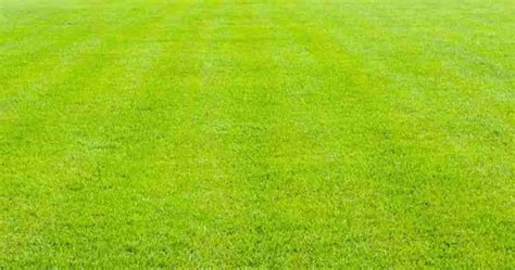 What Does Applying Lime To Your Lawn Really Do Think Green