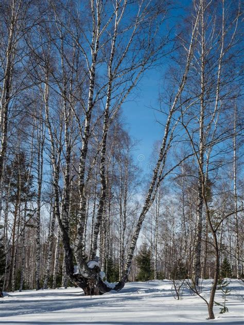 White Birches In The Winter Forest On The Background Of Bright Blue Sky