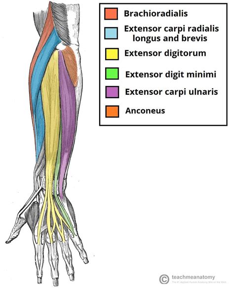 Extensor Muscles Of The Forearm 7 Muscles Of The Forearm And Hand