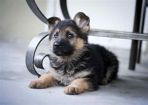 Cute German Shepherd Puppies Petsidi