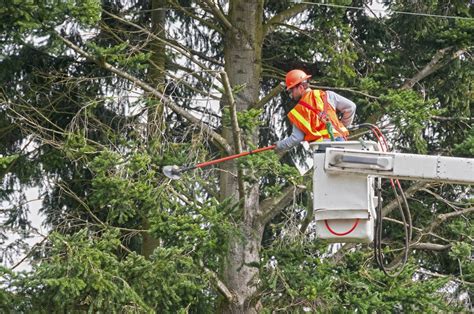 Tree Trimming Near Power Lines Palm Beach County Tree Trimming And