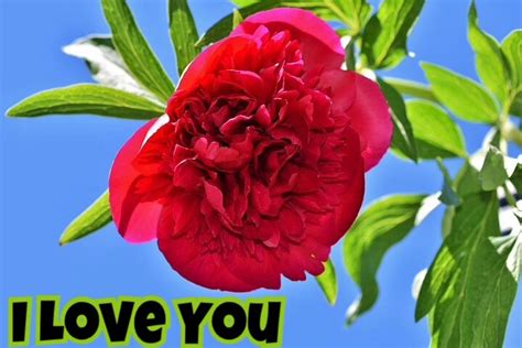 50 I Love You Images With Roses Love You Red Rose Image Download