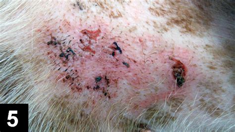Top 5 Sun Induced Skin Lesions In Dogs Clinicians Brief