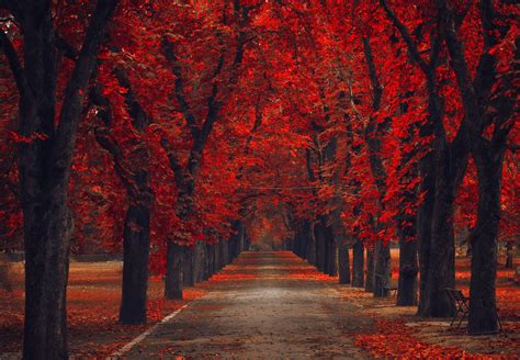 Leaves Nature Alley Road Walk Park Path Trees Bench Autumn