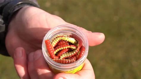 The Best Baits For Rainbow Trout 6 Baits That Never Fail Outdoor