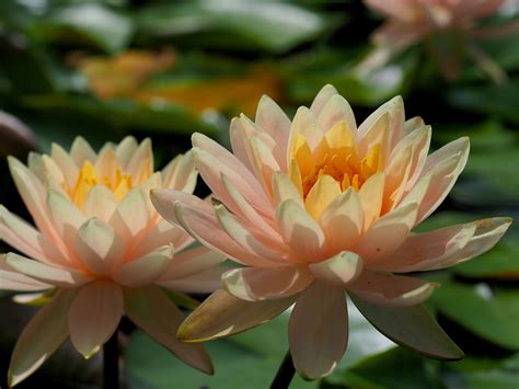 Water Lilies Peach Glow Water Lilies Peach Glow In The Flickr