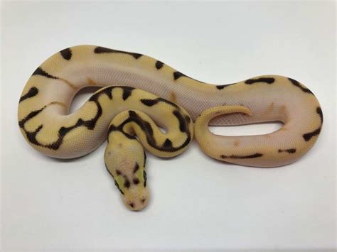 Calico Enchi Fire Orange Dream Pastel Spider Yellow Belly Morph List World Of Ball Pythons