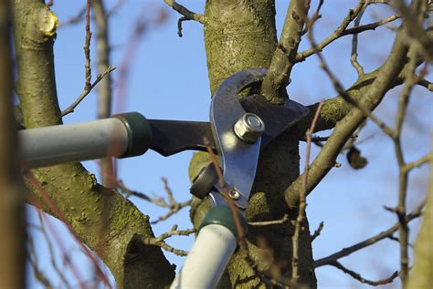 How To Prune A Tree By Tree Pruning Experts