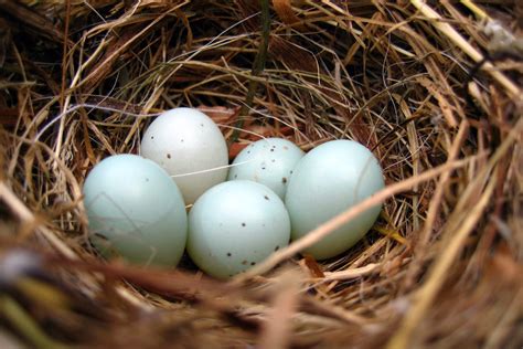 Discover The Fascinating Answer Which Bird Lays The Largest Egg