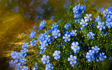 Wallpaper Blue Flowers Wildflowers 1920x1200 Hd Picture Image