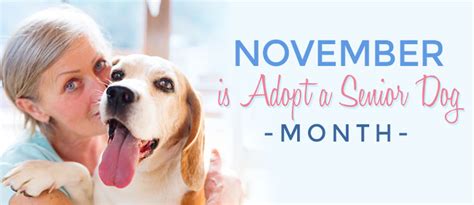 Adopt A Senior Pet Month