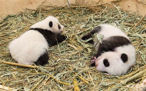 Natureza Pandas Gêmeos Têm Novas Fotos Divulgadas Por Zoológico De Viena