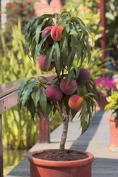 Dwarf Fruit Trees Take Up A Smaller Space In The Garden Or Lawn Cape