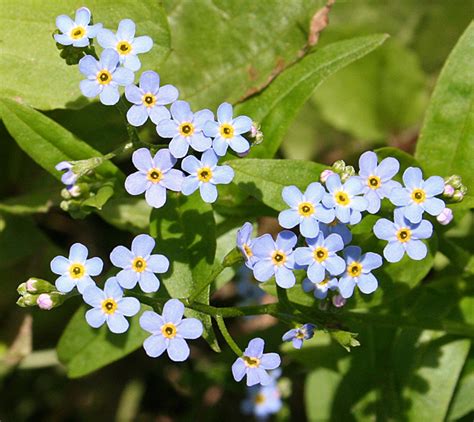 Forget Me Not Myosotis Sp © Anne Burgess Geograph Britain And Ireland