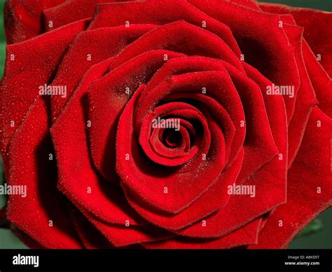 A Red Rose Close Up Stock Photo Alamy