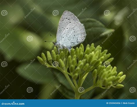 Wildlife Butterflies A Small Blue Butterfly Cupido Minimus With It