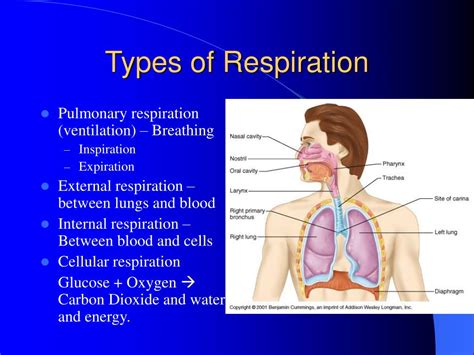 Respiratory System Cell Types