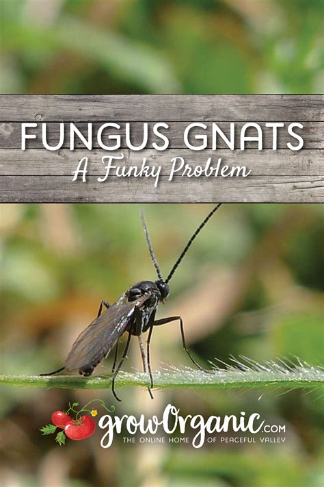Fungus Gnats A Funky Problem Organic Gardening Blog Insect Eggs