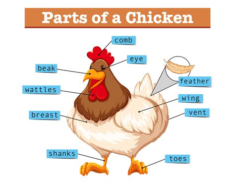 In physics and engineering, a free body diagram (force diagram, or fbd). Diagram showing parts of chicken 431248 - Download Free ...