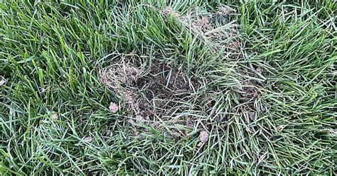 Holes In Lawn Album On Imgur