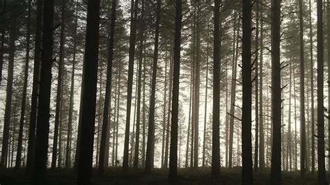 Free Images Landscape Tree Nature Branch Wood Mist