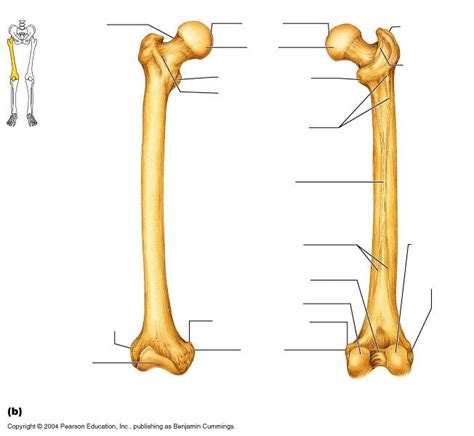 The knee joint is the largest joint in the body and is primarily a hinge joint, although. Bones, Muscle, and Articulations Flashcards | Easy Notecards