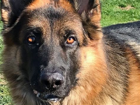 Jan Family German Shepherds