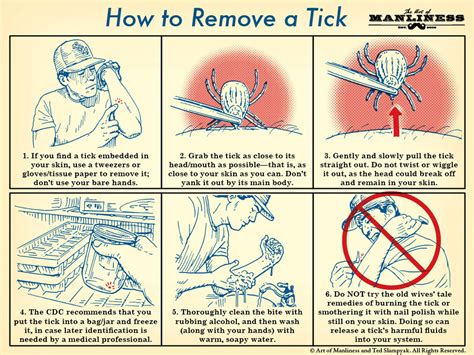 Tick Removal Facts And Fiction Recoil Offgrid