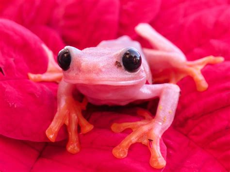 Pink Red Eye Tree Frogs