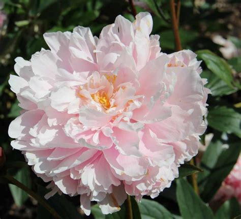 Paeonia Lady Alexandra Duff Peonies Pink Peonies Peonies Garden