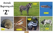 Animals that start with Z