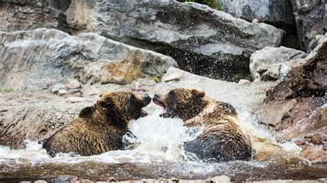 Zoo Sauvage De Saint Félicien Le Parc Animalier Du Québec