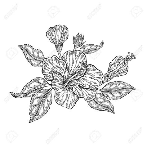 Tropical Flowers Drawing at GetDrawings | Free download