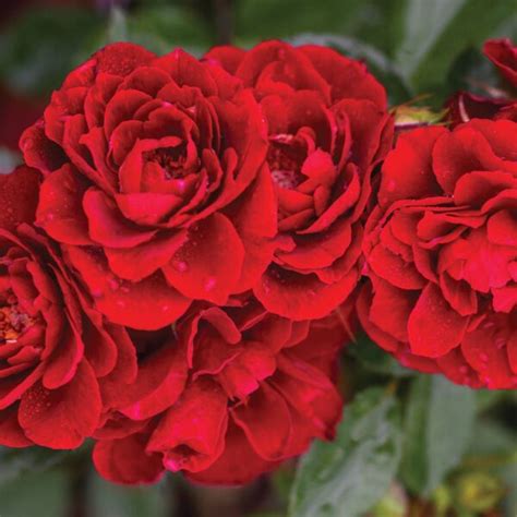 Sunblaze Red Star Roses And Plants