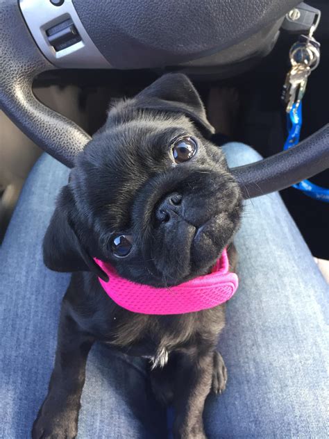 Its Really Hard To Say No To This Face Pugs