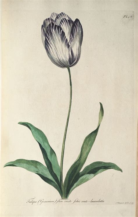 Antique Botanical Plate From 1775 Common Tulip By John Edwards