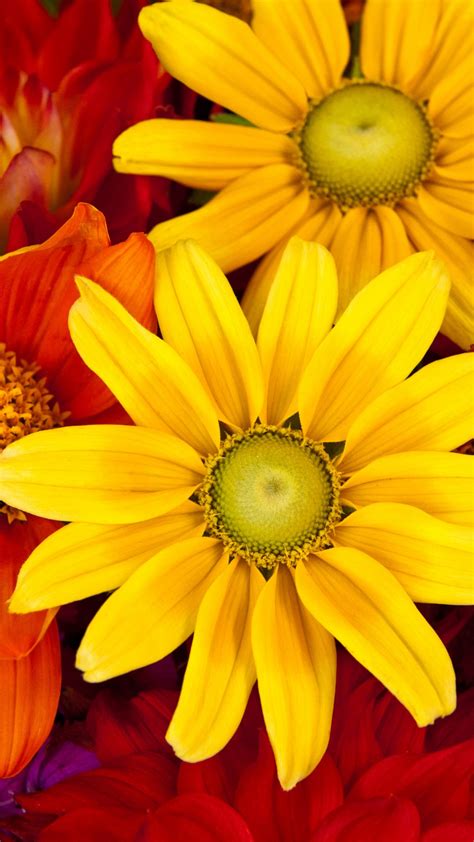 Wallpaper Gerbera 5k 4k Wallpaper Autumn Flower Colorful Flower