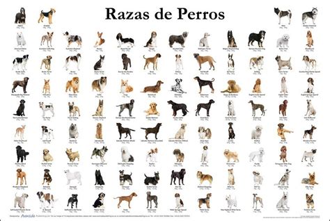 Razas De Perros Origen Y Caracteristicas Dogalize Dog Breeds Chart