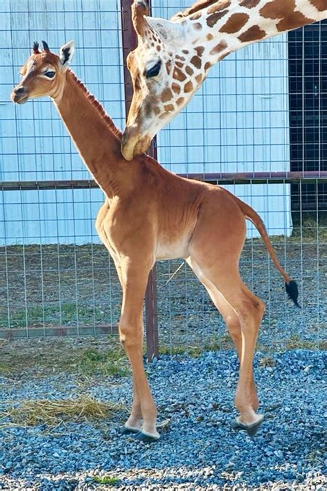 The Rare Baby Giraffe Born Without Spots Finally Has A Name Info News