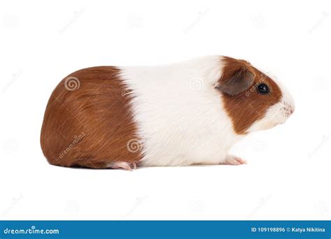 Guinea Pig Breed Smooth Haired In A Zoo Tenerife Island Stock Image