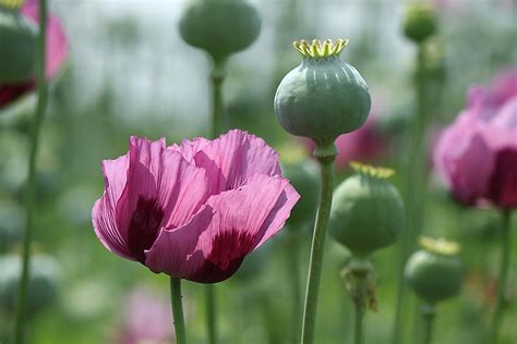 Top Opium Poppy Producing Countries Worldatlas