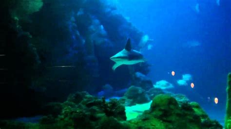 From the crystal shores of bolivar peninsula to the vineyards of haak winery, the galveston bay area is a place where memories are made that last a lifetime. Moody Gardens aquarium - YouTube