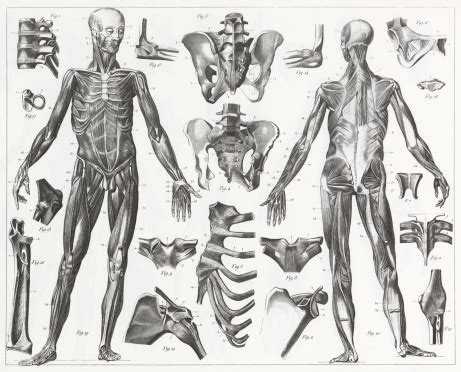 All structures are clearly labeled. Human Muscles And Ligaments Engraving Stock Illustration - Download Image Now - iStock