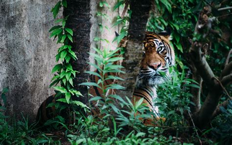 Tiger Jungle Hd Wallpaper Animals Wallpaper Better