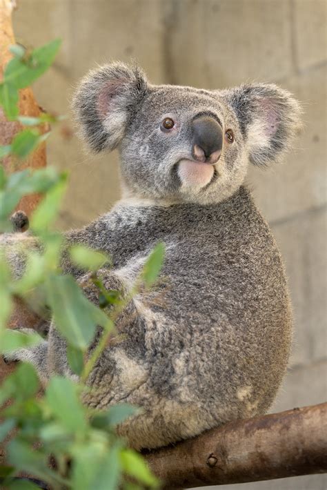 Koalas Arrive At The San Antonio Zoo San Antonio Zoo San Diego Zoo