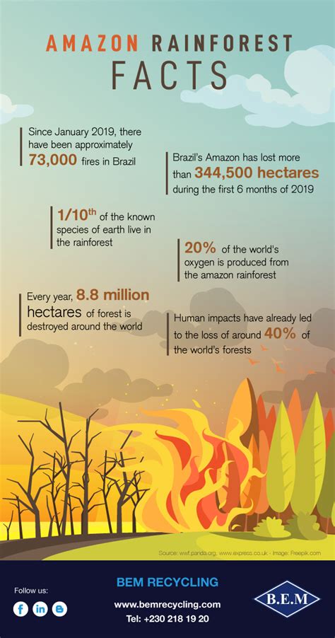 Infographic Facts And Figures About The Amazon Rainforest Bem Recycling