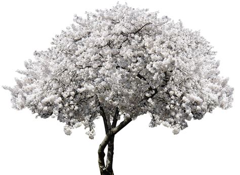 Hd Nature Tree Blossom Bloom Cherry Blossom Spring Cherry
