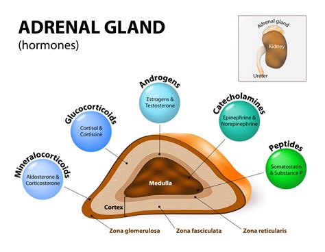 Adrenal Gland Disorders Illustrated Nursing