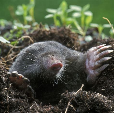 Ground mole removal methods including mole poison & baits to more humane options. This Is the Easiest Way to Get Rid of the Moles in Your Yard | Garden pest control, Garden pests ...